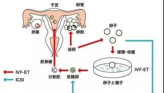 怀孕率还是活产率，辽源姐妹们大多对供卵做试管代怀成功率感到困惑