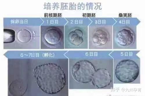 武汉市第一人民医院哪里试管代怀好技术如何？